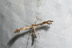 Dejongia lobidactylus