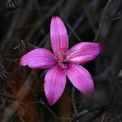 Elythranthera emarginata
