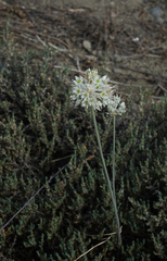 Allium delicatulum