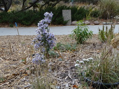 Tradescantia occidentalis