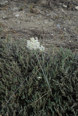 Allium delicatulum