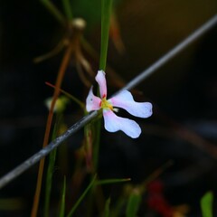 Stylidium calcaratum