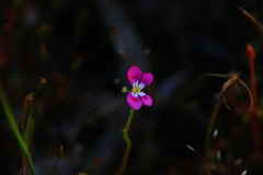 Stylidium longitubum