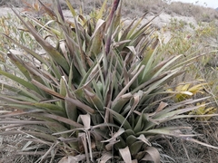 Tillandsia lajensis