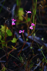 Stylidium longitubum