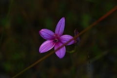 Elythranthera emarginata