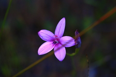 Elythranthera emarginata