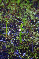 Isotoma