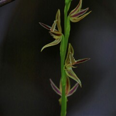 Prasophyllum drummondii