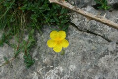 Helianthemum