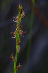 Prasophyllum drummondii