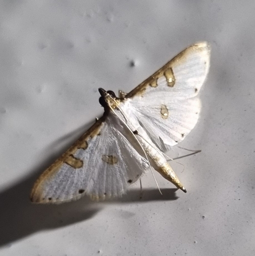 Palpita metallata