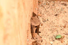 Autographa ampla