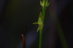 Prasophyllum drummondii