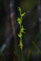 Prasophyllum drummondii
