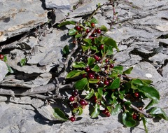 Rhamnaceae