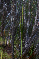 Prasophyllum drummondii