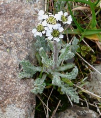 Achillea nana