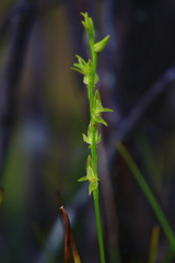 Prasophyllum drummondii