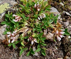 Trifolium pallescens