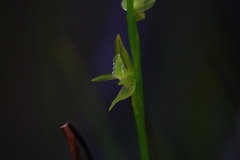 Prasophyllum drummondii