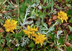 Jacobaea incana