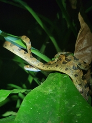 Leptodeira