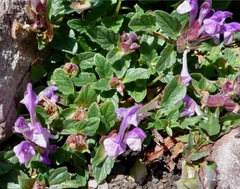 Scutellaria alpina