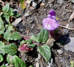 Scutellaria alpina