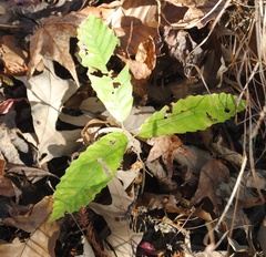 Castanea pumila