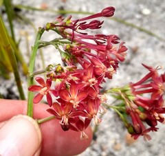 Codonorhiza micrantha