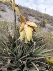 Tillandsia lajensis