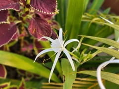 Hymenocallis littoralis