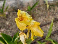 Canna × generalis
