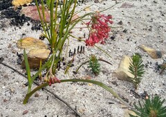 Codonorhiza micrantha