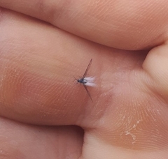 Prociphilus tessellatus