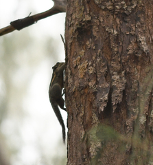Tamiops mcclellandii