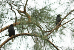 Acridotheres grandis