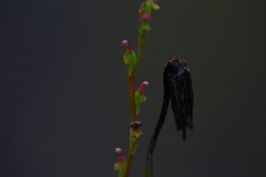 Microtis orbicularis