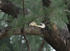Callosciurus finlaysonii