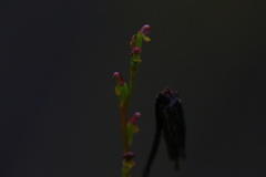 Microtis orbicularis