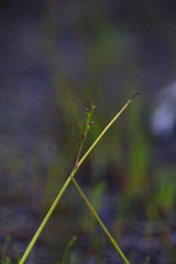 Microtis orbicularis