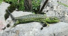 Iberolacerta monticola