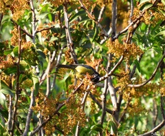Cyanistes teneriffae