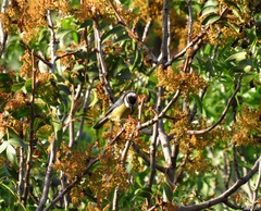 Cyanistes teneriffae