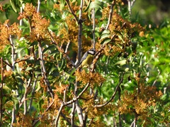 Cyanistes teneriffae