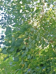 Metopium brownei