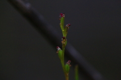 Microtis orbicularis