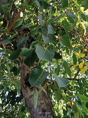 Metopium brownei