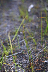 Microtis orbicularis